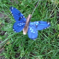 Kit PAPILLON solaire bleu 7cm